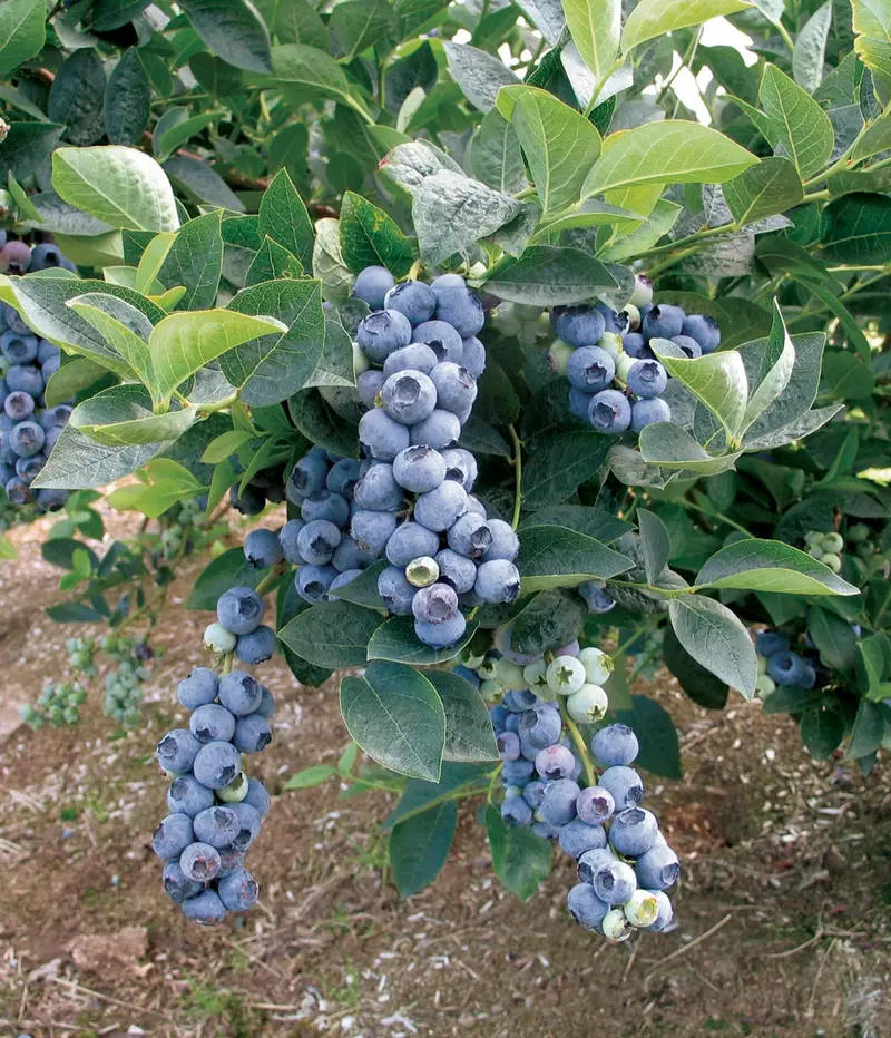 Blaubeer-Pflanze 'Blue Gold'