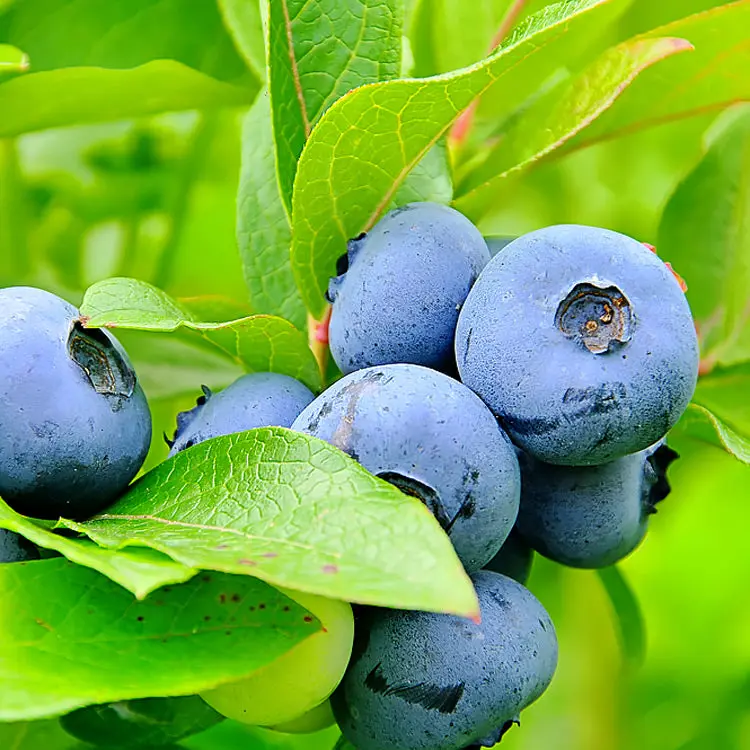Blaubeer-Pflanze 'Blue Gold'