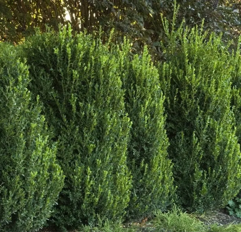 Buchsbaum 'Green Mountain'
