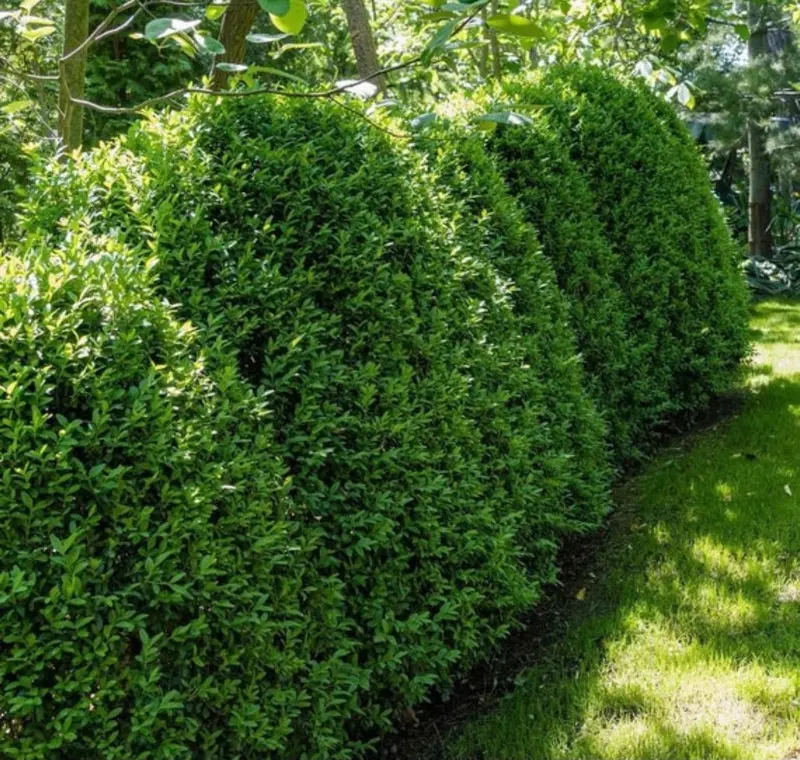Buchsbaum 'Green Mountain'