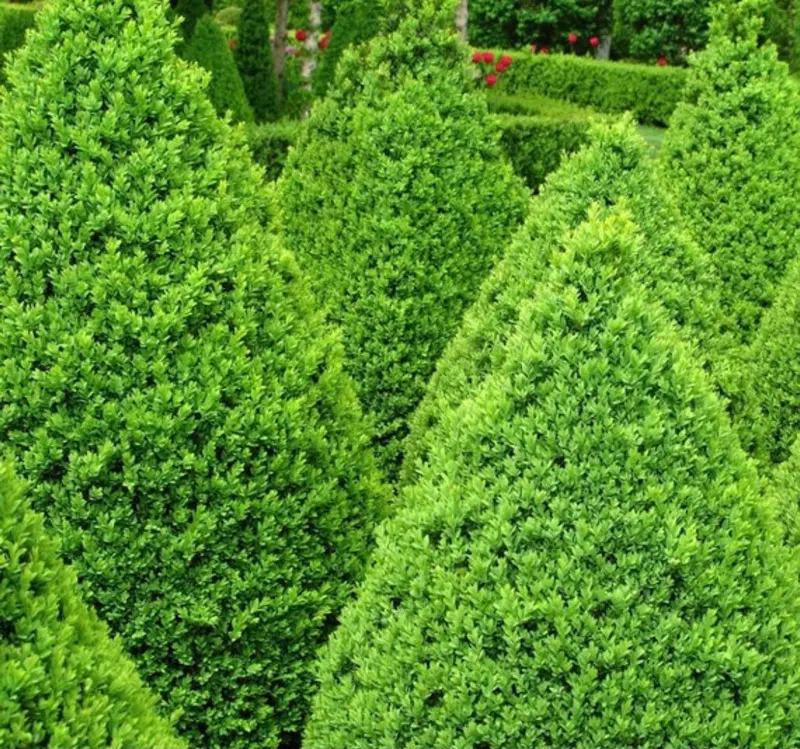 Buchsbaum 'Green Mountain'