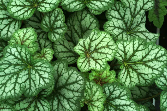 Coral Bells 'Green Spice' 2