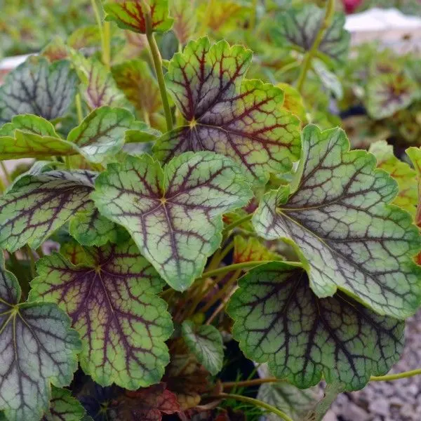Coral Bells 'Green Spice'