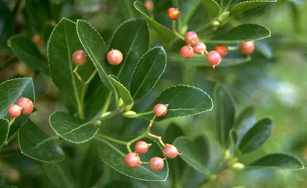 Euonymus 'Manhattan' 2