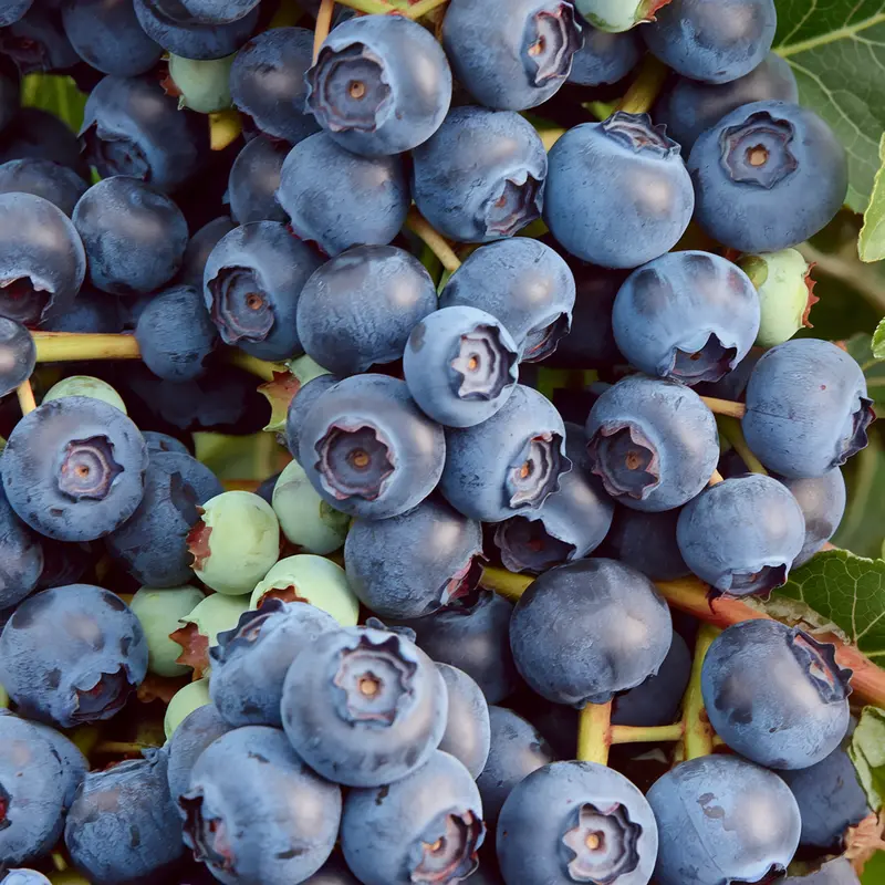 Heidelbeer-Pflanze 'Blue Crop'