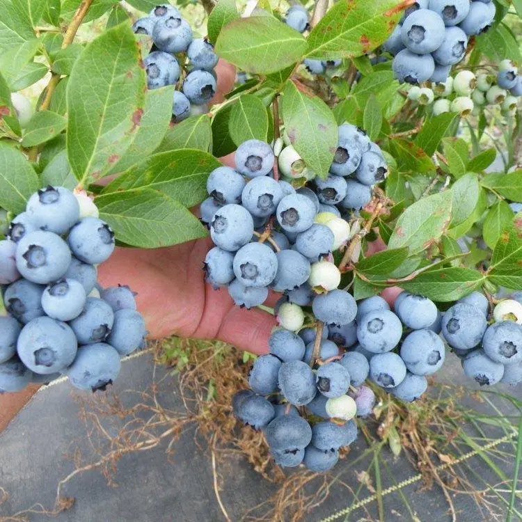 Heidelbeer-Pflanze 'Blue Crop'
