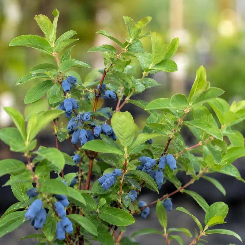 Honigbeere 'Boreal Blizzard' (Haskap)