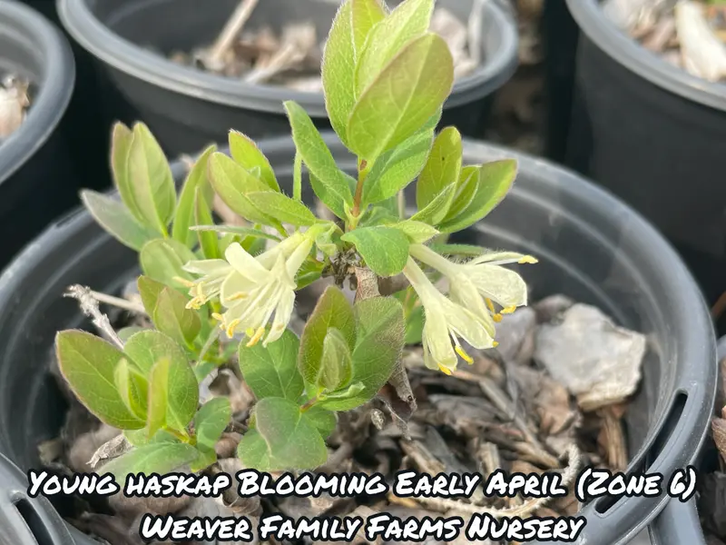 Honigbeere 'Boreal Blizzard' (Haskap)