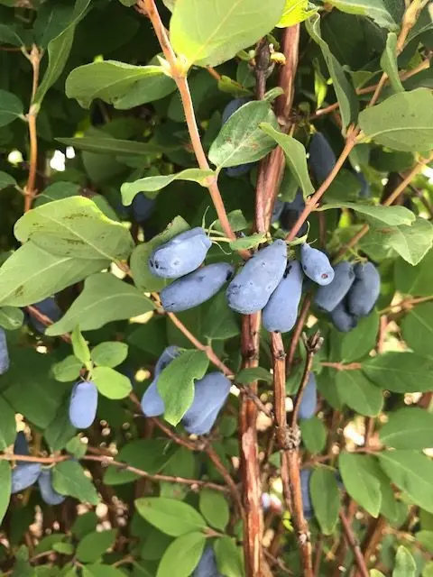 Honigbeere 'Boreal Blizzard' (Haskap)