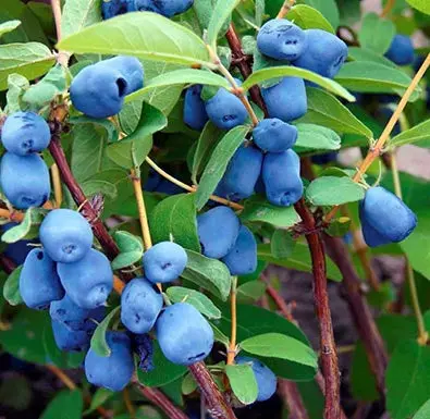 Honigbeere 'Tundra' (Haskap)