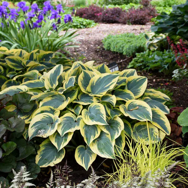 Hosta 'First Frost' 2