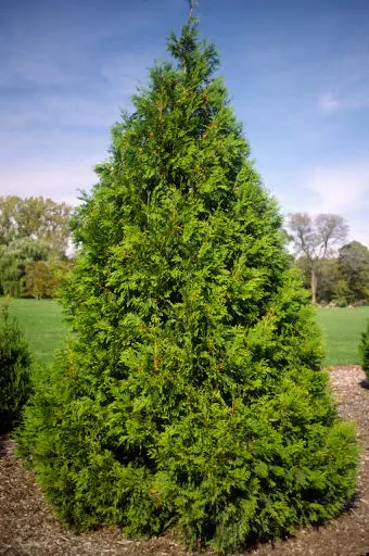 Lebensbaum 'Elegantissima'
