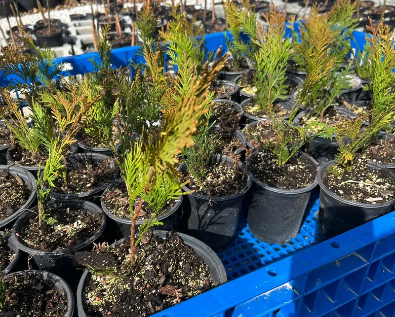 Lebensbaum 'Elegantissima'