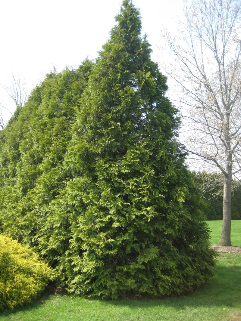 Lebensbaum 'Elegantissima'