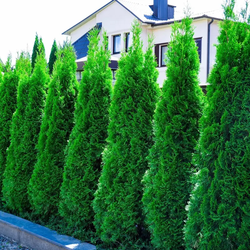 Lebensbaum 'Emerald Green'