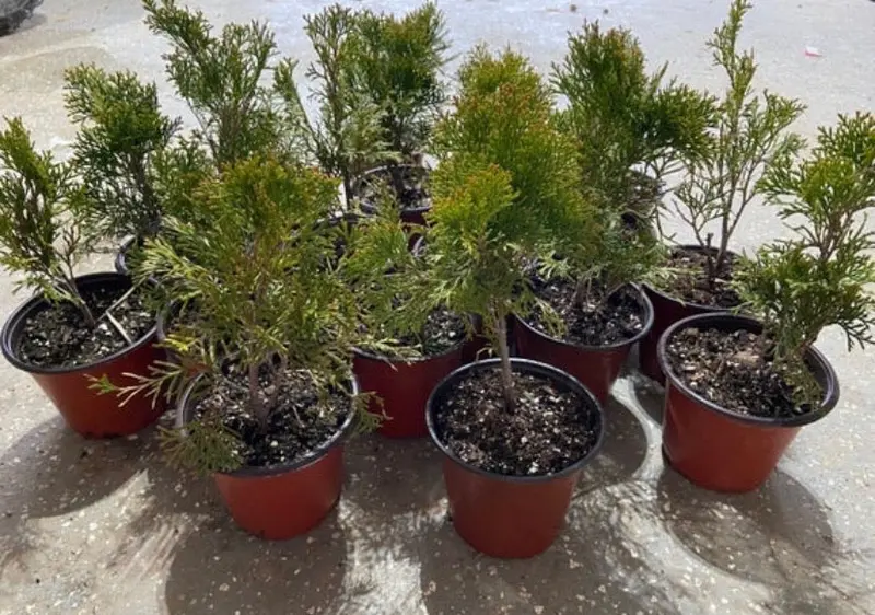 Lebensbaum 'Emerald Green'