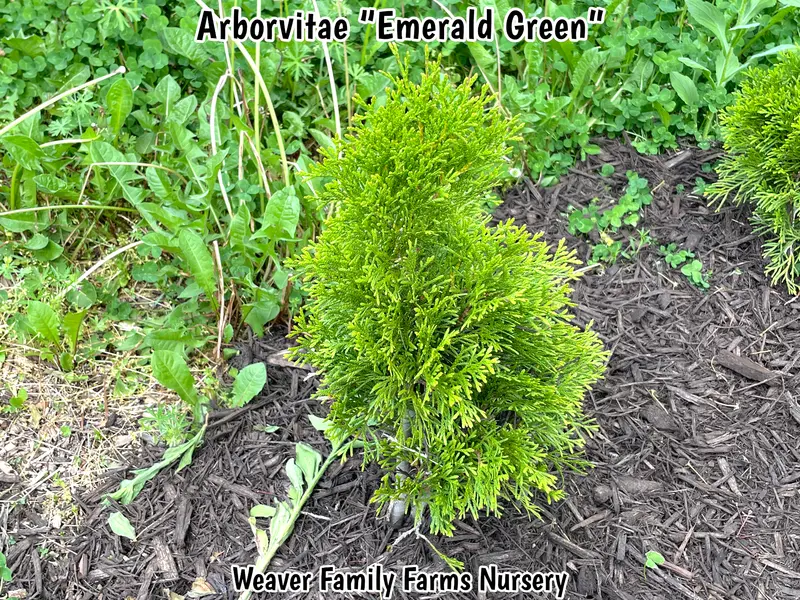 Lebensbaum 'Emerald Green'