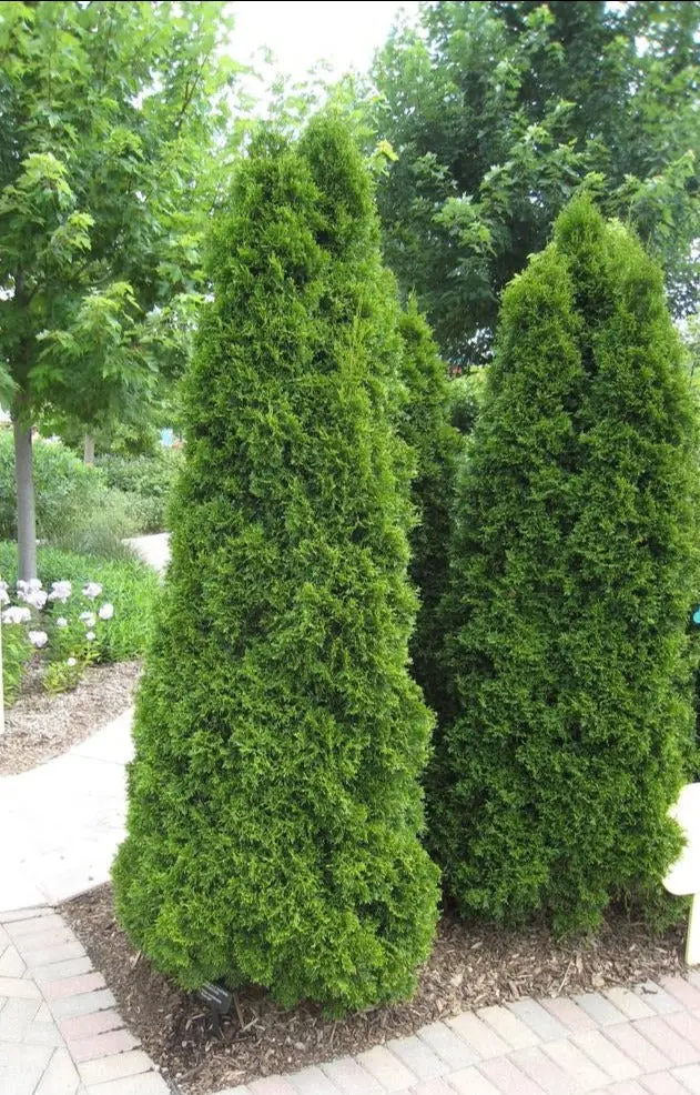 Lebensbaum 'Emerald Green'
