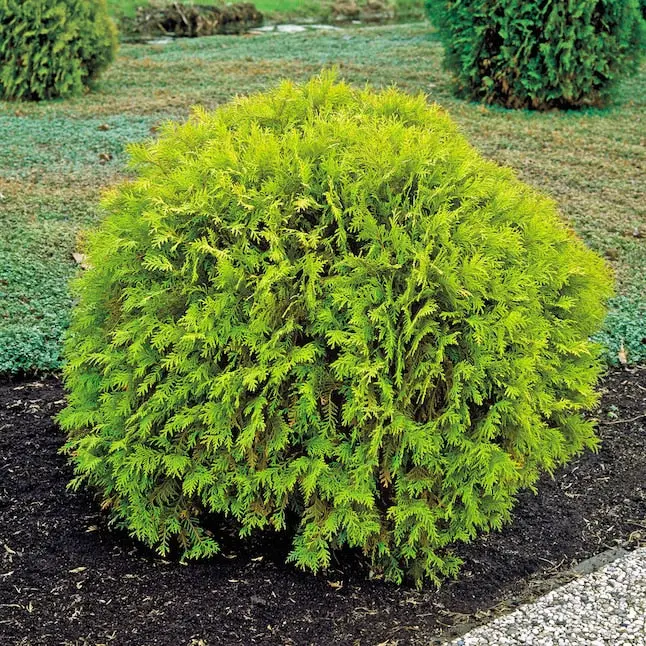 Lebensbaum 'Golden Globe'
