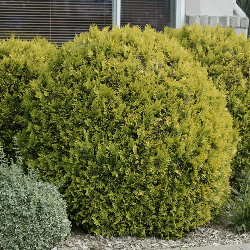 Lebensbaum 'Golden Globe'