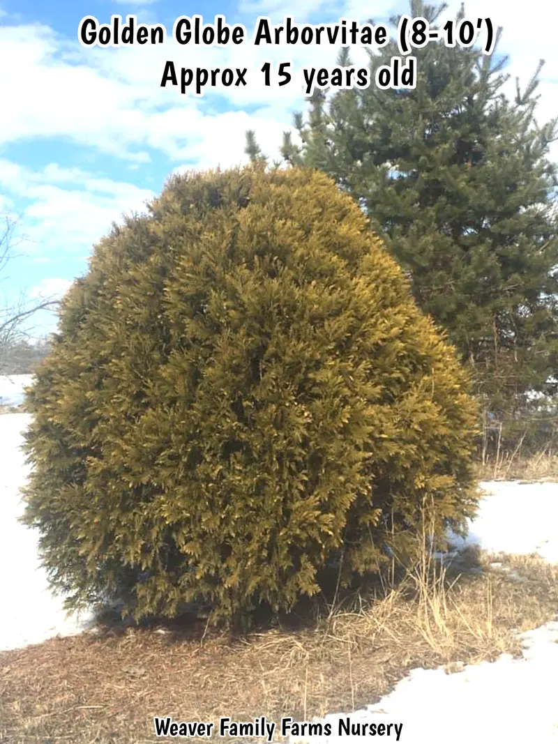Lebensbaum 'Golden Globe'