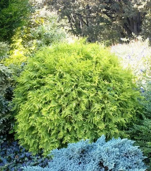 Lebensbaum 'Golden Globe'