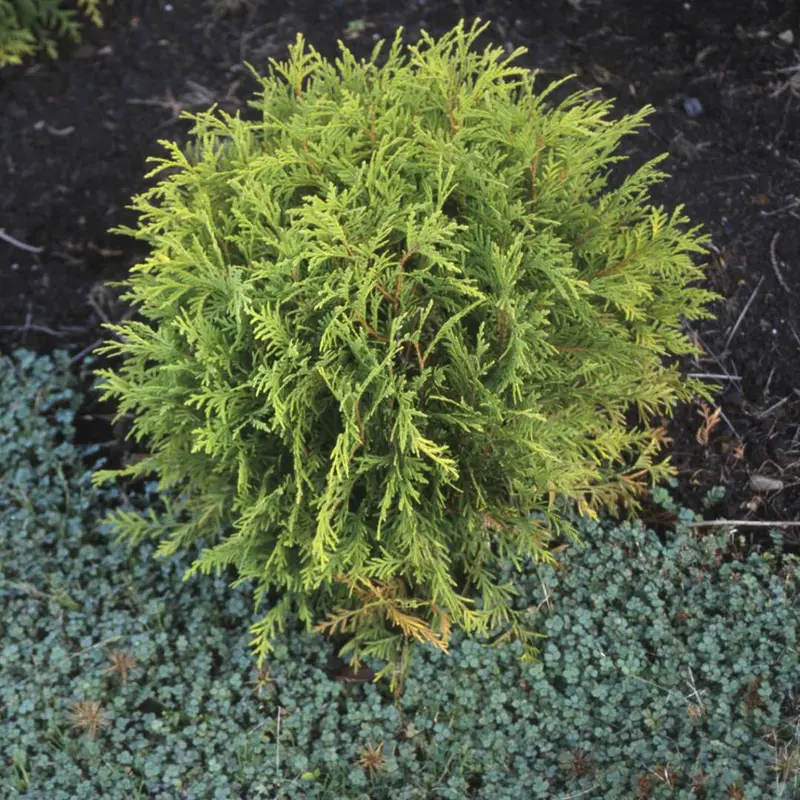 Lebensbaum 'Golden Globe'