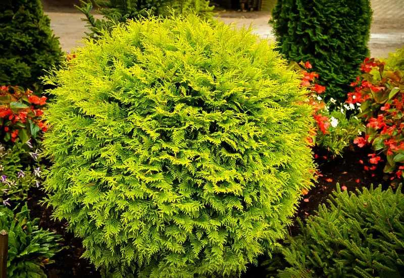 Lebensbaum 'Golden Globe'