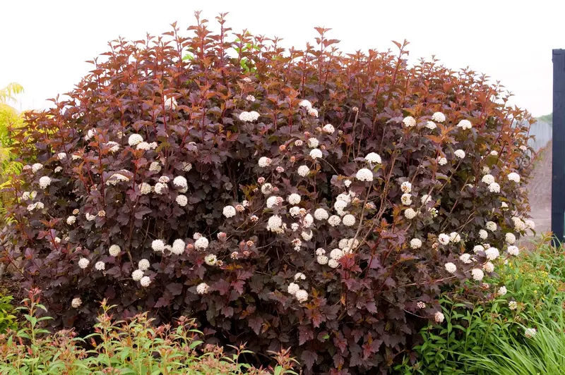 Neunrindenstrauch 'Crimson'