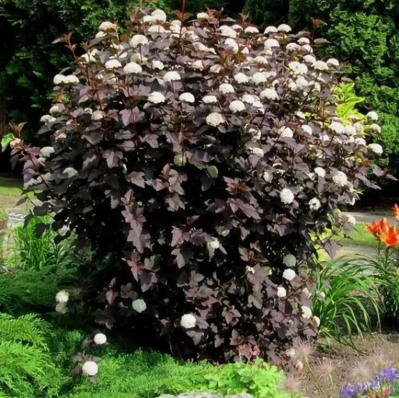 Neunrindenstrauch 'Crimson' 2