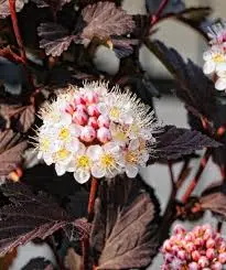 Neunrindenstrauch 'Crimson'