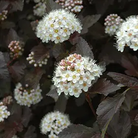Neunrindenstrauch 'Crimson'