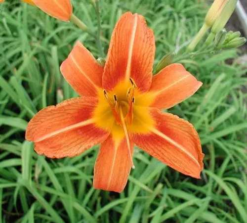 Originaler orangefarbener Taglilie