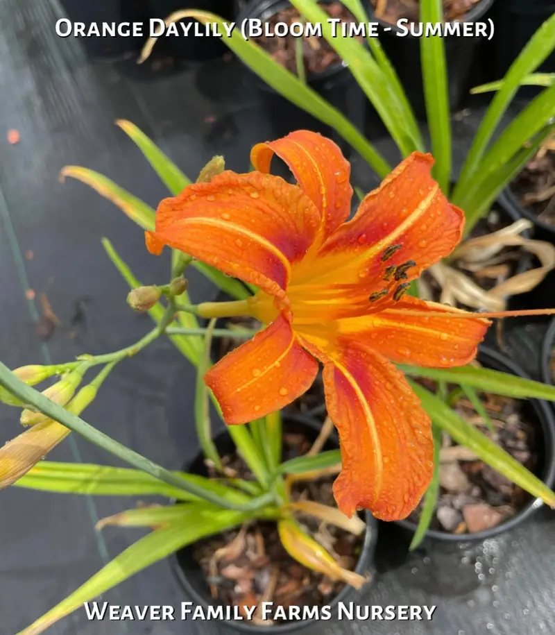 Originaler orangefarbener Taglilie 2