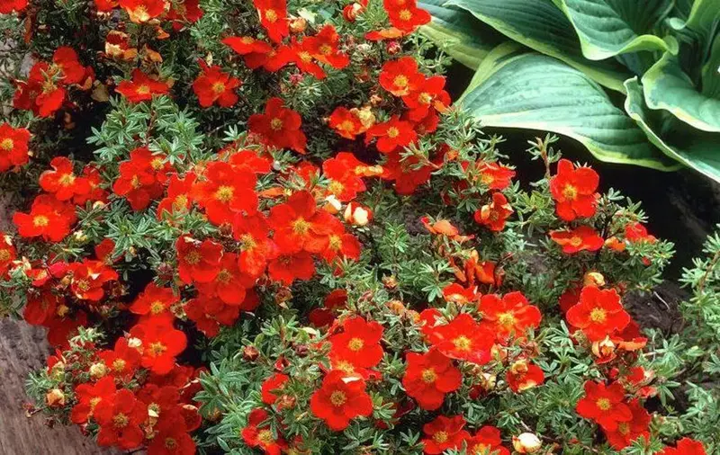 Potentilla 'Red Joker' 2