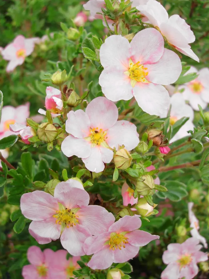 Rosa Potentille