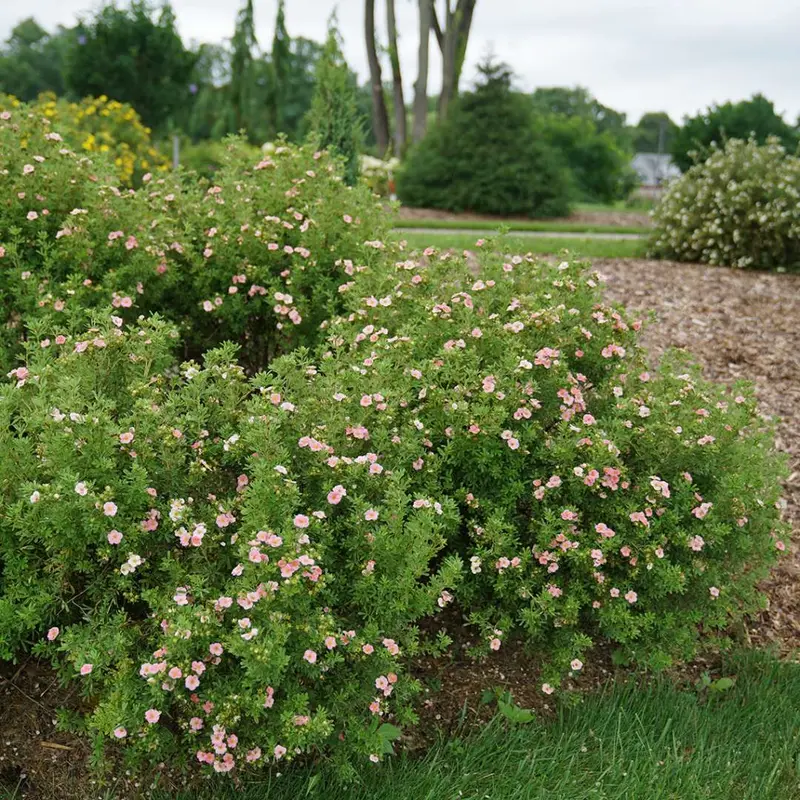 Rosa Potentille 2