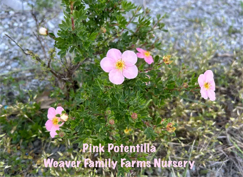 Rosa Potentille