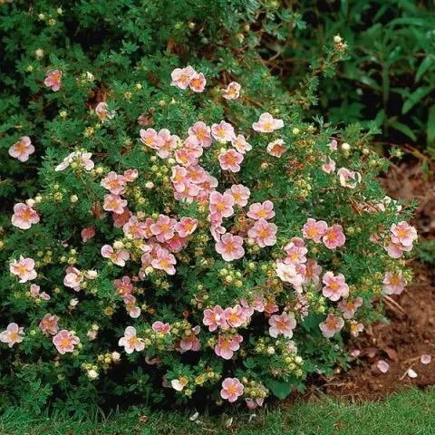 Rosa Potentille