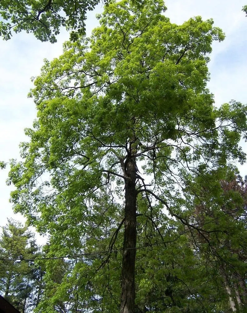 Schalenbark-Hickory-Baum