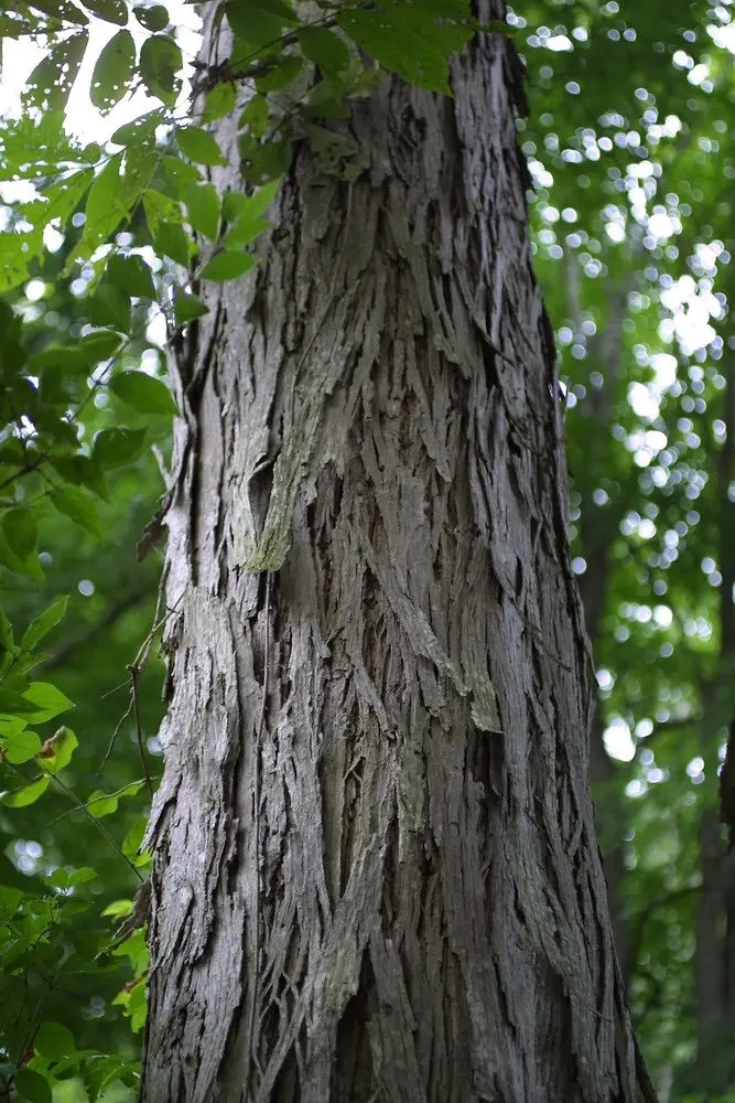 Schalenbark-Hickory-Baum 2