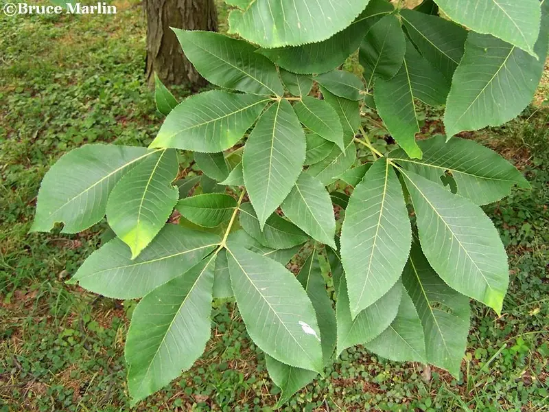Schalenbark-Hickory-Baum