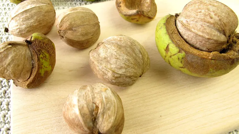 Schalenbark-Hickory-Baum
