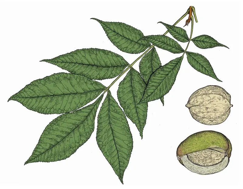 Schalenbark-Hickory-Baum