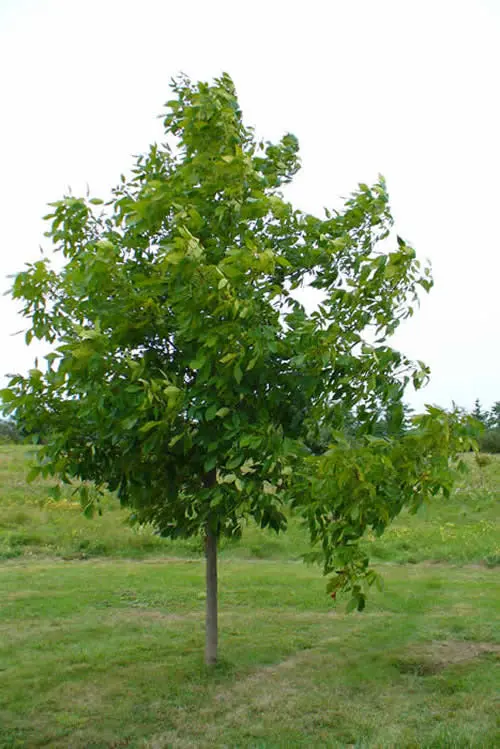 Schalenbark-Hickory-Baum