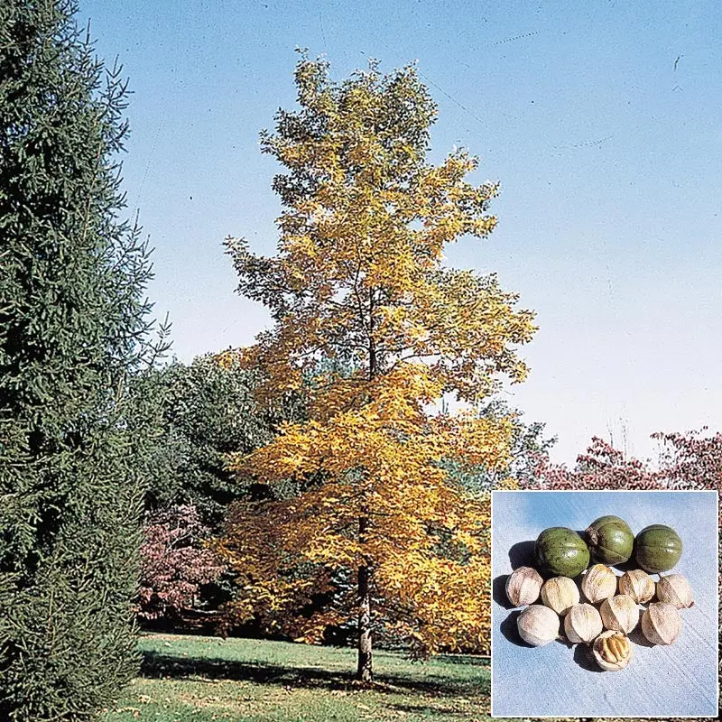 Schalenbark-Hickory-Baum