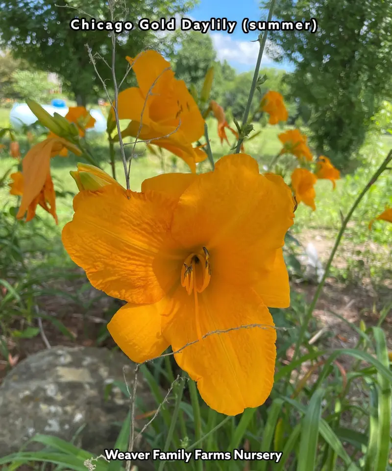 Taglilie 'Chicago Gold'
