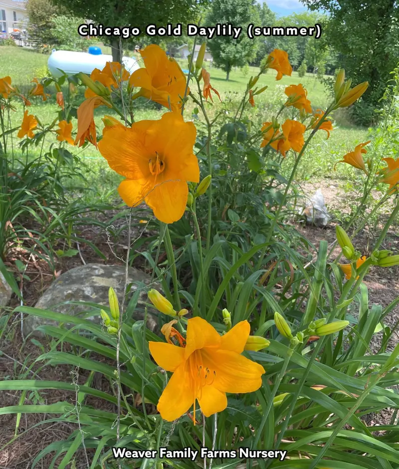 Taglilie 'Chicago Gold'