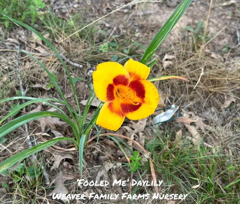 Taglilie 'Fooled Me' 2