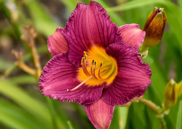 Taglilie 'Purple D' Oro'